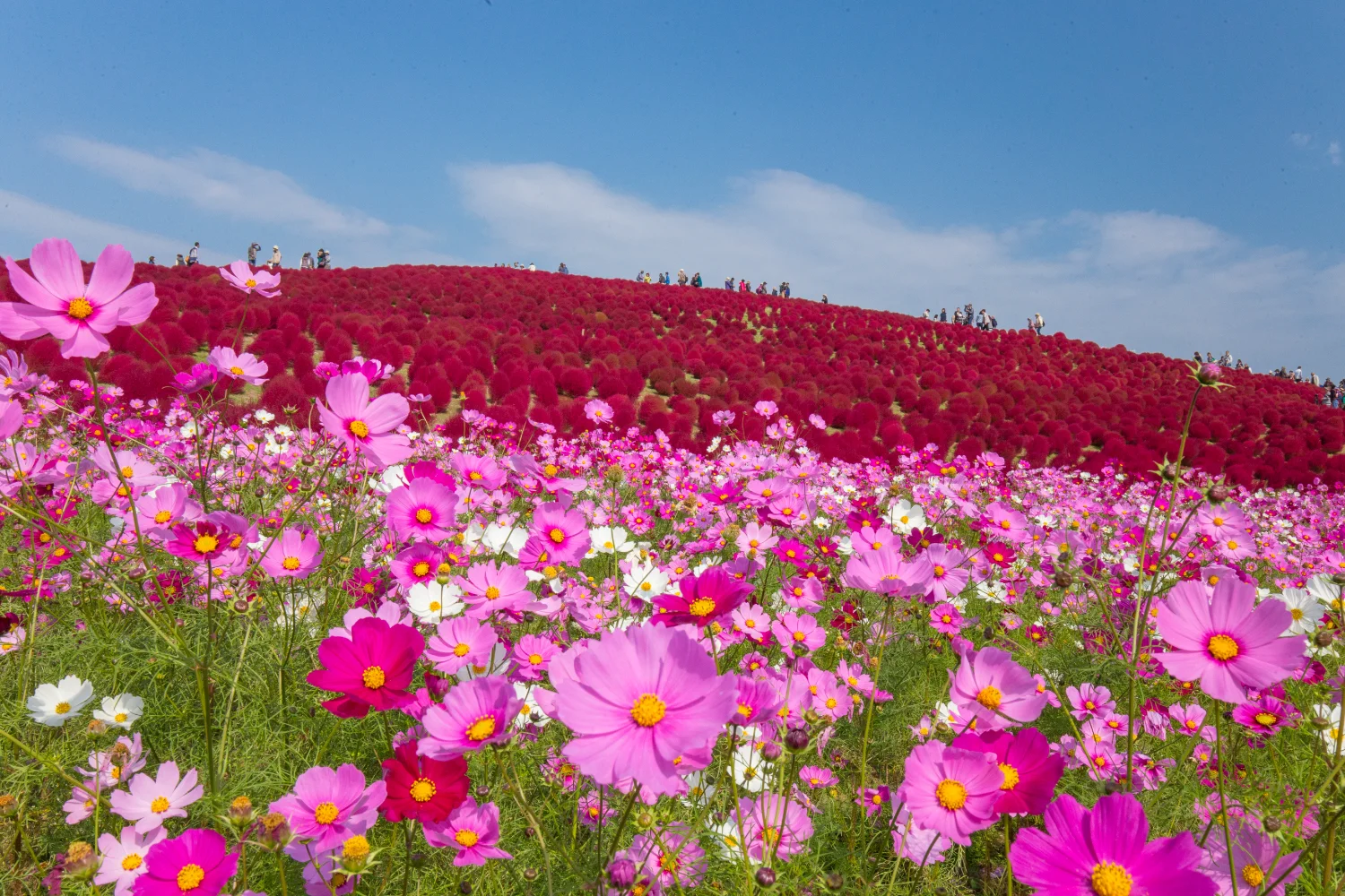 9月の診療予定のお知らせ|夏の終わりはお口の健康チェックを